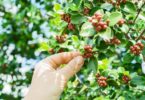 2026