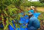 Serão apresentados os resultados preliminares do ensaio de competição de clones de cafeeiros Robustas