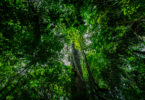 Floresta Amazônia