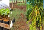 O projeto está sendo desenvolvido no município de Aripuanã e usa Sistemas Agroflorestais (SAFs) junto a seis famílias de agricultores