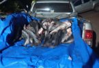 Peixes foram levados para perícia na Dema, em Cuiabá