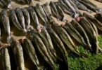 Apreensão de pescado em Barão de Melgaço
