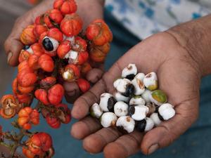 Guaraná, fruto - iStock - iStock
