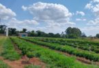 2026