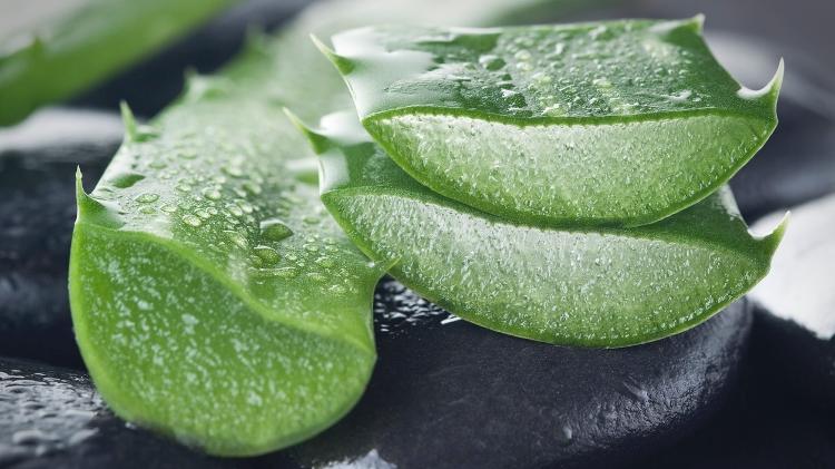 Aloe vera cortada ao meio - iStock - iStock