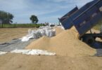 Será feito o plantio de 100 hectares de arroz e cinco hectares de milho verde.