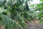 O potencial de produtividade da BRS-Terra Anã está em torno de 30 toneladas por hectare.