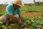 Foram financiados recursos na ordem de R$ 134,8 milhões para investimento e custeio para agricultores de Mato Grosso