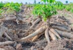 O trabalho de pesquisa será realizado nos campos experimentais de Acorizal, Tangará da Serra e Cáceres.