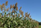2026