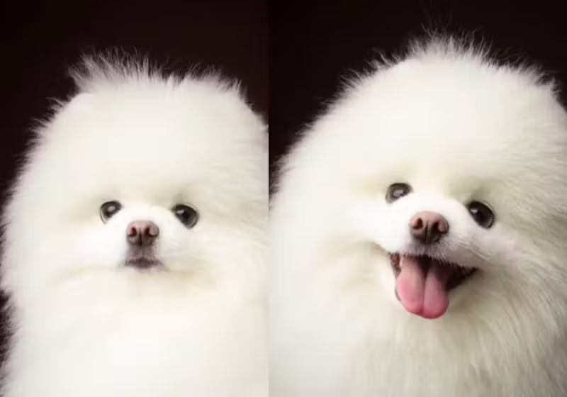 Shirooo-1 O fotógrafo registrou a reação dos pets sendo elogiados e comoveu a internet. Esses modelos conquistaram o meu coração! - Foto: @viniestudiopet/Instagram