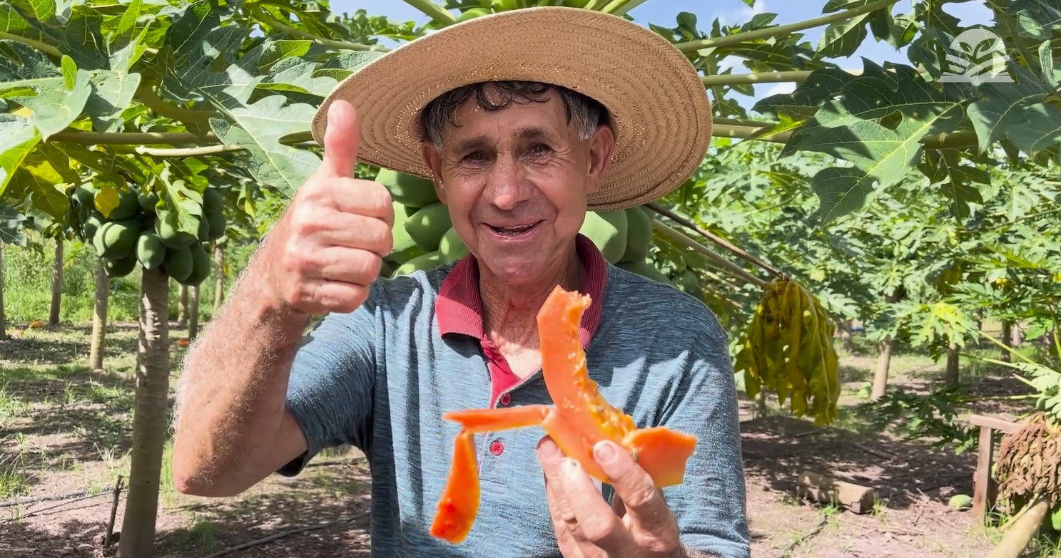 Descubra Como Cultivar Mamão Em 1 Hectare Pode Gerar Até R$ 15 Mil Por Mês Em Mato Grosso | Dia De Ajudar Mt 4 ATeG fruticultura mamão senar transforma foto israel baumann canal rural mato grosso3