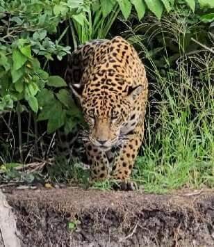 O mistério da onça do Rio Miranda: pegadas e o silêncio da floresta