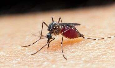 MOSQUITO DA DENGUE