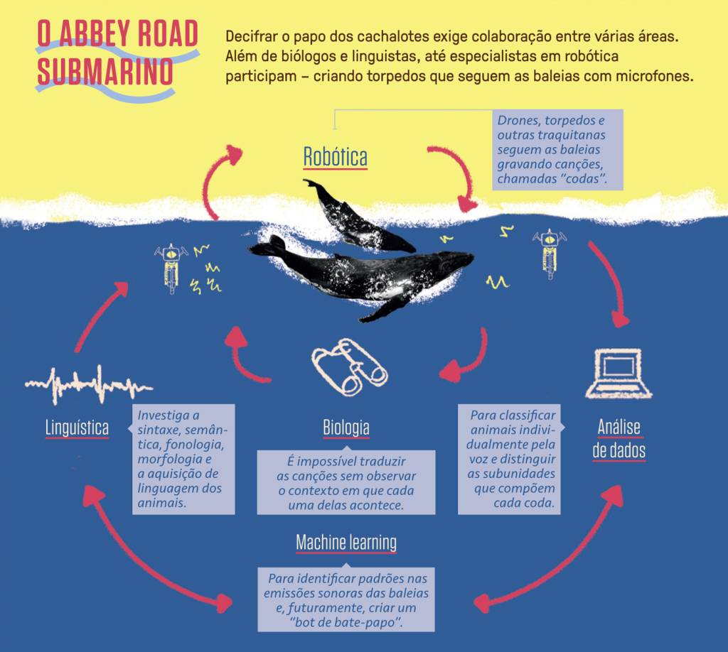 Si_477_Cetáceos_4 Infográfico explicando a captação e a análise de dados do sistema de comunicação dos cetáceos.