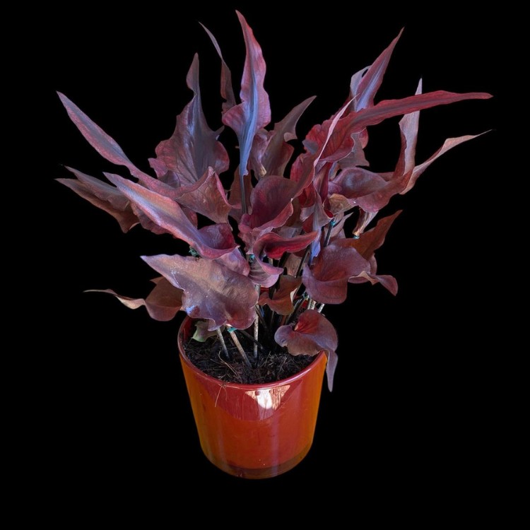 Caladium Lança em vaso marrom