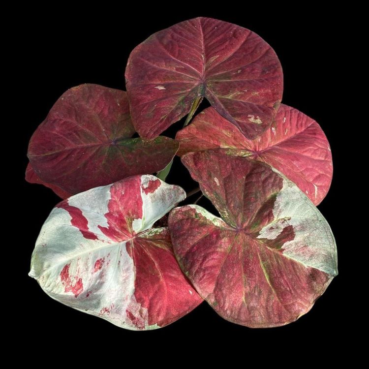 Caladium Variegata em fundo preto