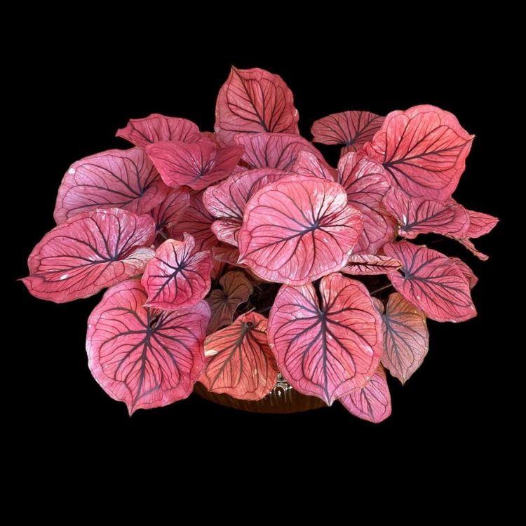 Mini Caladium em fundo preto