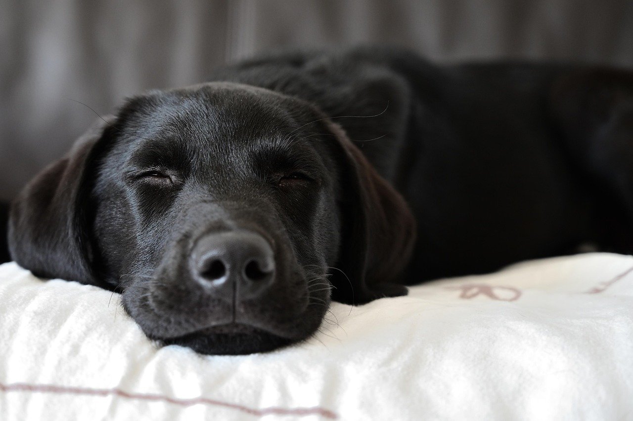 O impacto da musica no bem estar dos pets Pixabay 1