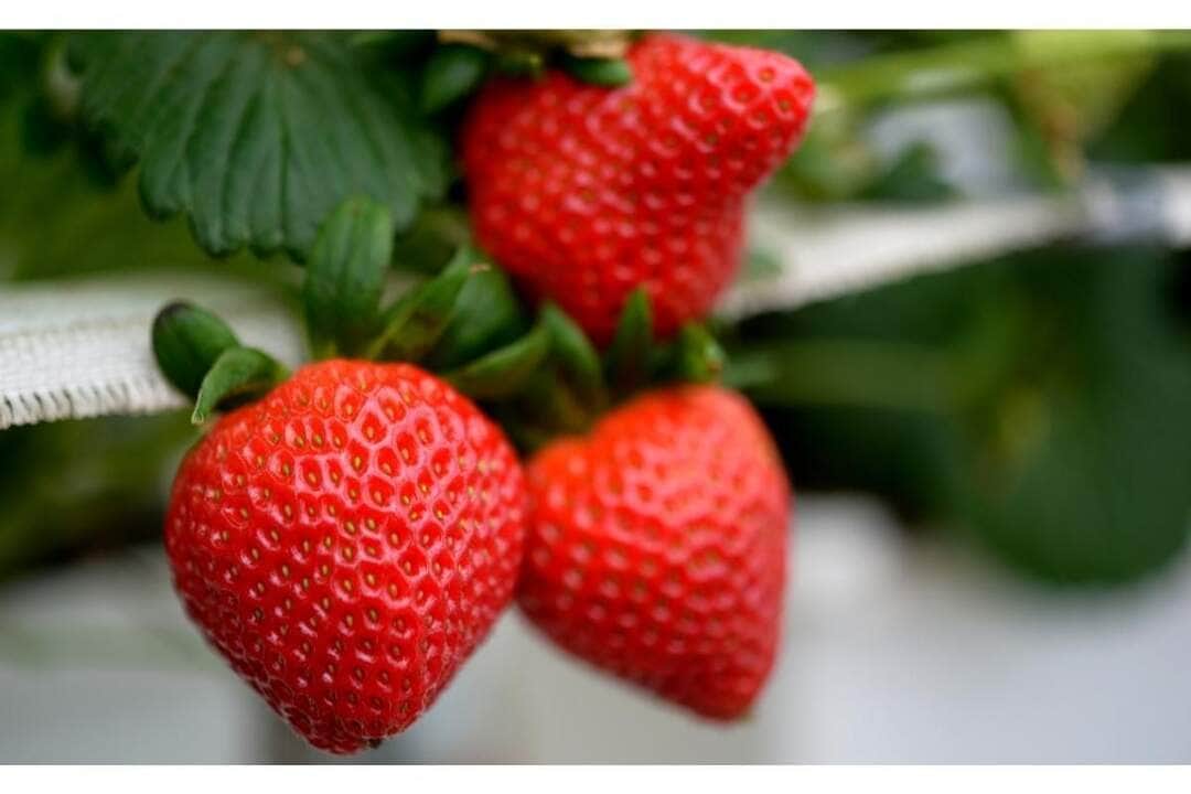 Como Ganhar Renda Extra Com O Morango Do Amor: Guia Prático Para Começar Do Zero 87 Como plantar morango em casa: veja dicas de como elaborar em casa - Fonte/Canva