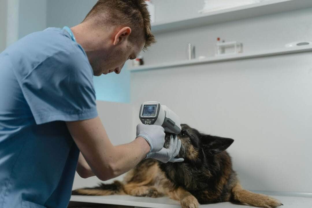 Prevencao veterinaria transforma o cuidado com os pets no Brasil Divulgacao 1