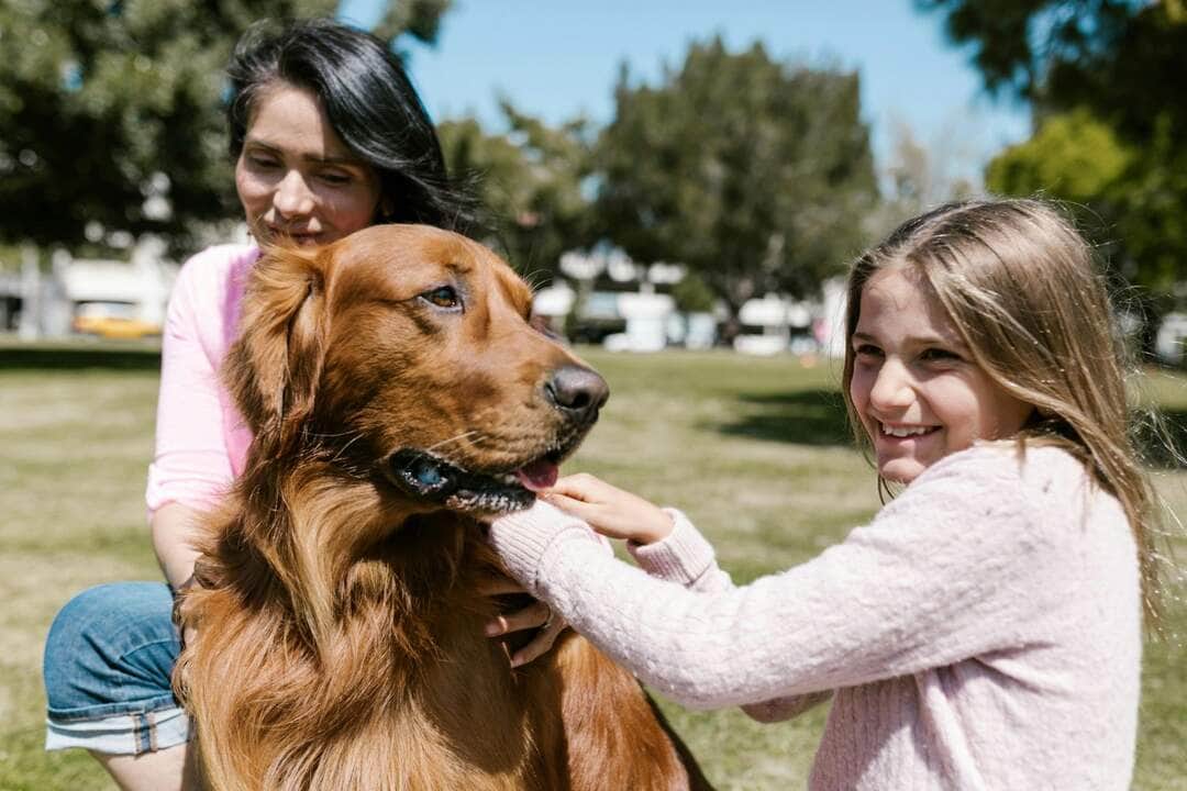 Prevencao veterinaria transforma o cuidado com os pets no Brasil Divulgacao 3