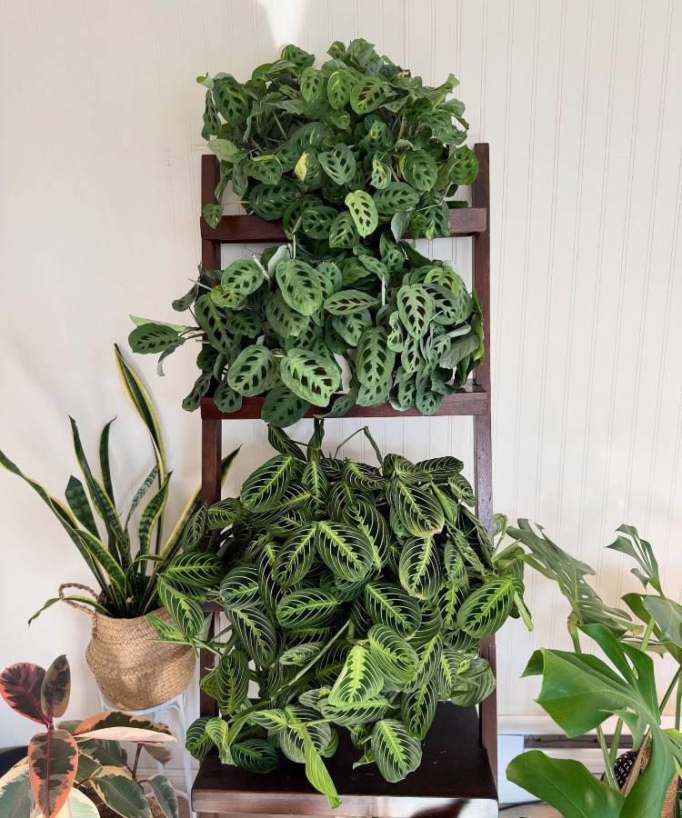 Uma prateleira de madeira escura exibe três plantas de oração exuberantes com padrões distintos nas folhas. Ao lado, uma espada-de-são-jorge em um cesto e outras folhagens compõem um arranjo verde vibrante em um ambiente interno.