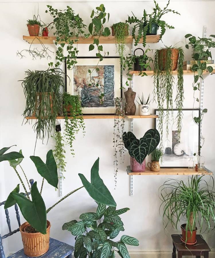 Uma parede branca adornada com prateleiras de madeira, exibindo uma coleção diversa de plantas em vasos, algumas penduradas com longas folhagens. Quadros artísticos e esculturas pequenas complementam a estética verde e decorativa.