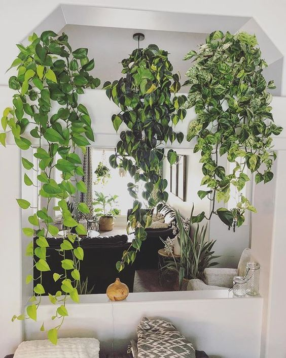 Três plantas pendentes.