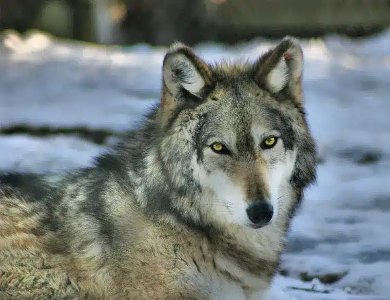 Grey-Wolf-Canis-Lupus 2025 word2