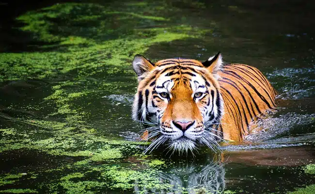 Tigre-093341-Jpg 2025 word2