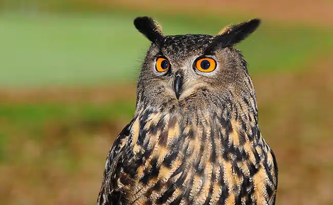 Hibou-Grand-Duc-085706-Jpg 2025 word2
