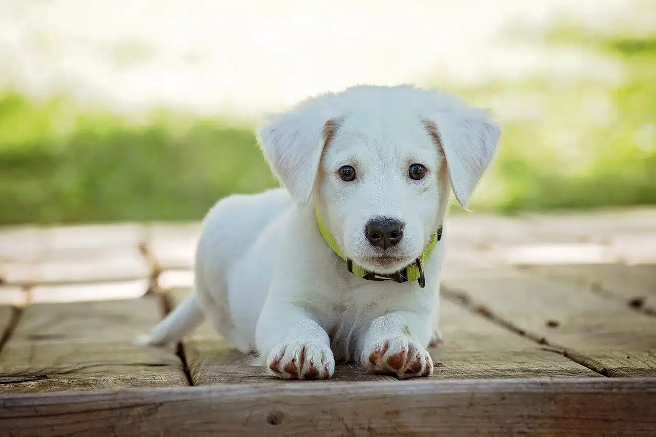 Puppy-Jpg 2025 word2