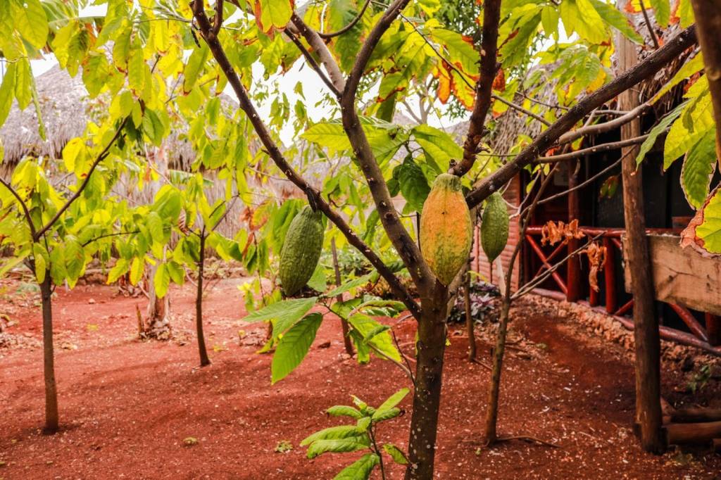 Plantação de cacau na República Dominicana