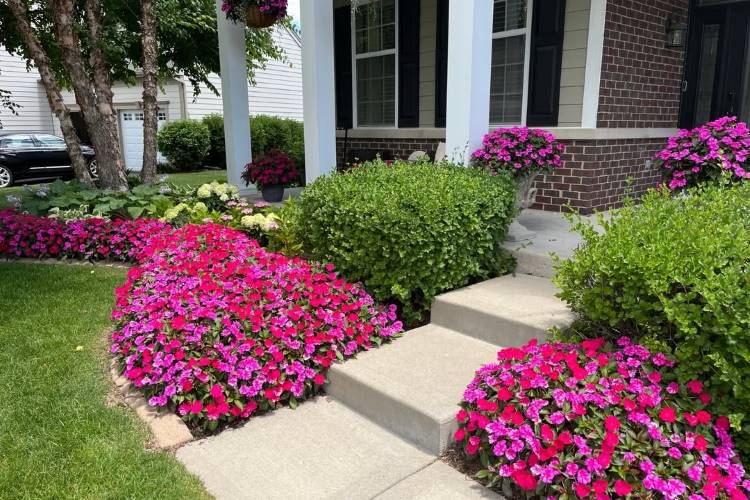 Impatiens-Plantas-Que-Gostam-De-Sol 2025 word2