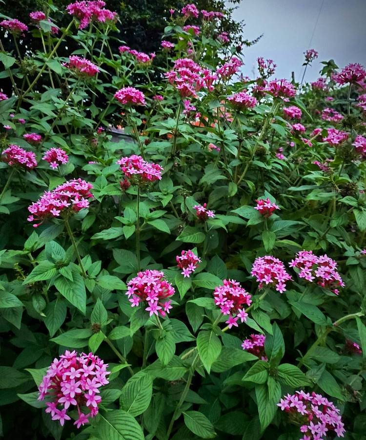 Pentas-Plantas-Que-Gostam-De-Sol Um exuberante arbusto de Pentas lanceolata com aglomerados de flores rosa vibrantes e folhagem verde escura preenche a imagem. Estas são plantas que gostam de sol, adicionando cor intensa ao jardim, com um céu nublado ao fundo.