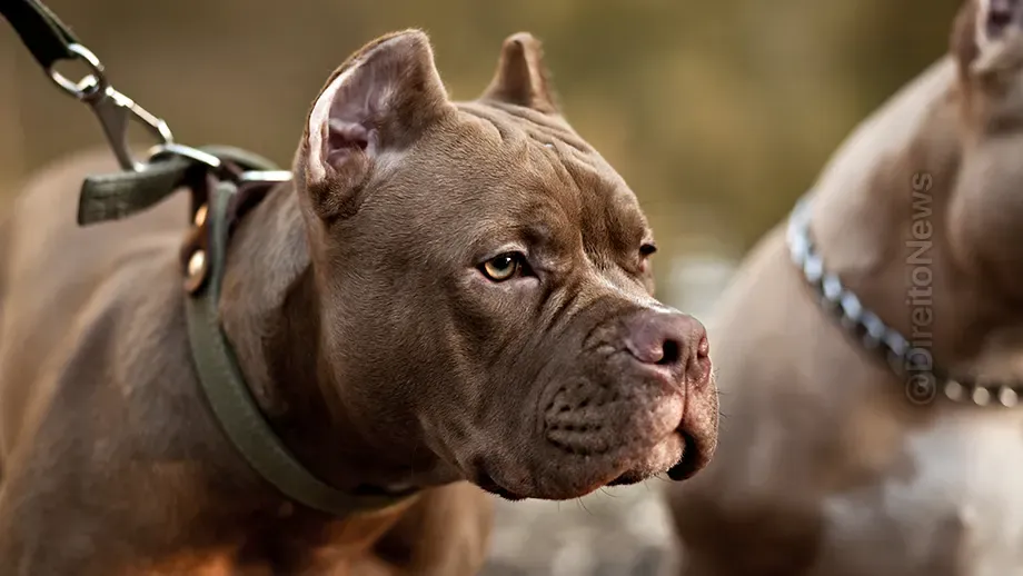 associacao aciona stf lei estadual proibe criacao pit bulls
