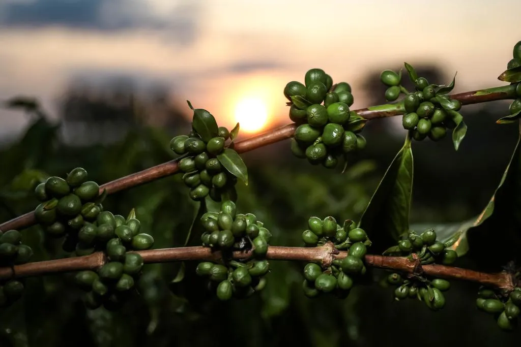 Exportação De Café Brasileiro: China Abre Portas Para 183 Novas Empresas Enquanto Eua Impõem Tarifa De 50% 95 Pesquisa de Mato Grosso aponta potencial do café verde