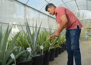 250805 EtanolAgave Alexandre Oliveira pesquisador Tarcisio Gondim