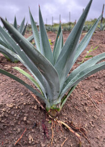 250805 EtanolAgave Tarcisio Gondim vertical