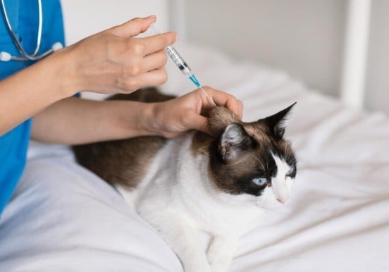 Imunizacao preventiva protege pets de doencas fatais Freepik 1