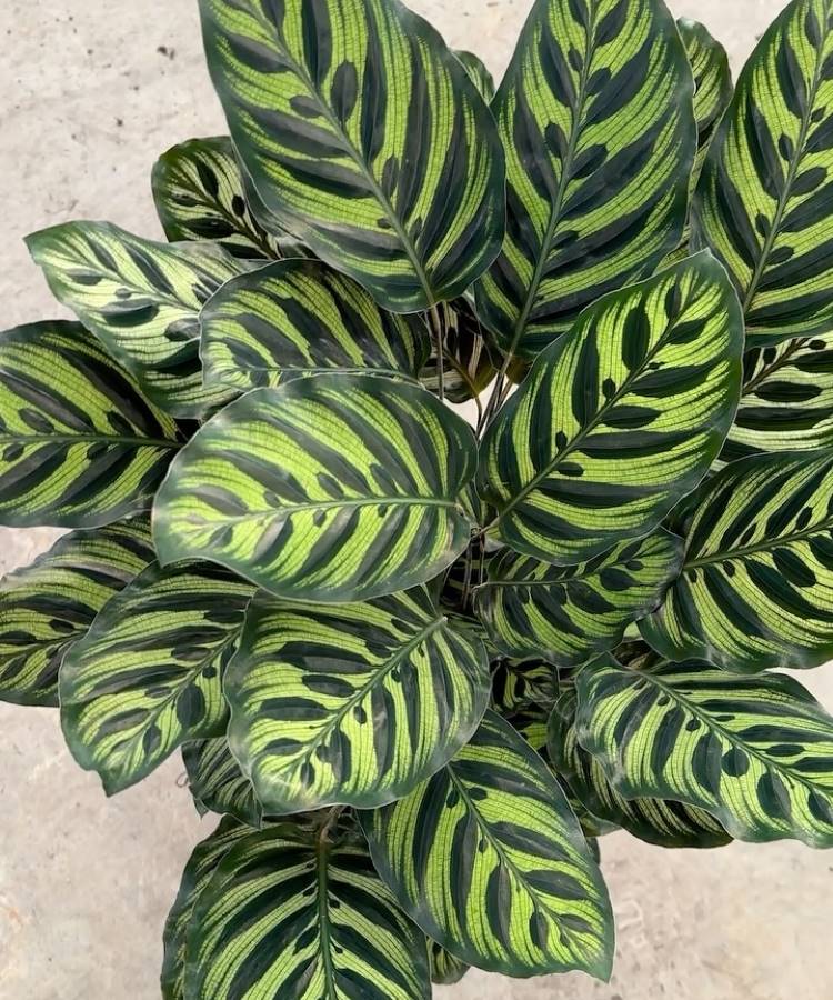 Maranta-Planta-7 Visão de cima de uma planta Maranta exuberante com folhas verdes, ovais e compridas. As folhas possuem um padrão distintivo, com listras verde-escuras e finas, e manchas ovais e mais claras.