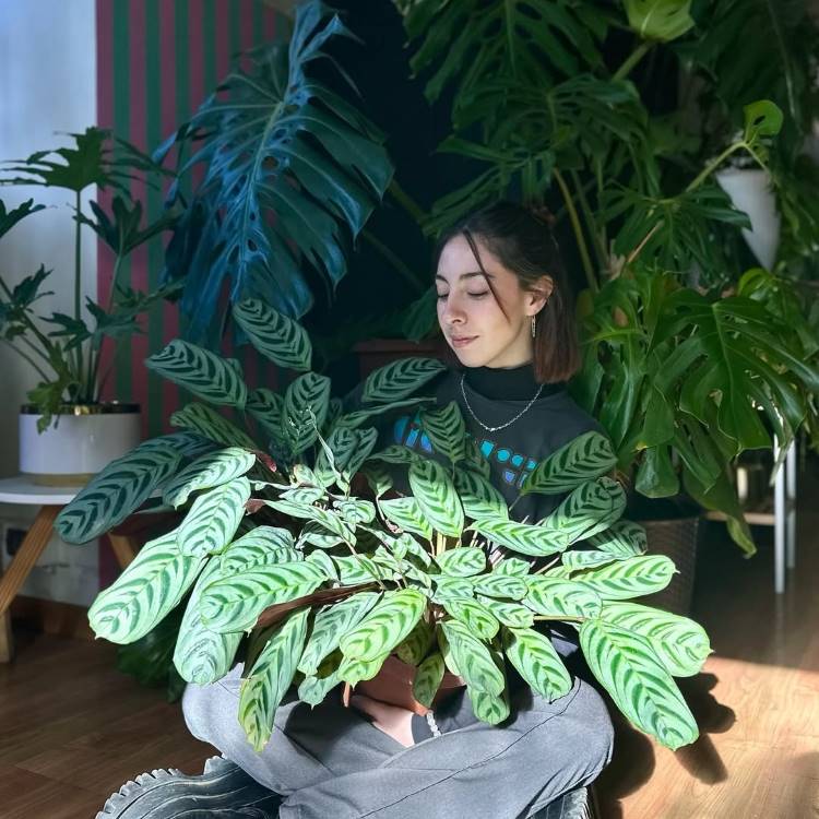 Maranta-Planta-3 Mulher de cabelo castanho sentada no chão, de pernas cruzadas, segurando uma grande planta calathea com folhas verde-escuras e listras verde-claras. Ela está rodeada por outras plantas grandes e exuberantes, como a Monstera.