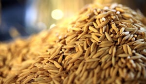 Brasil E Japão Desenvolvem Projeto Para Recuperação De Pastagens Degradadas 89 250804 todos.com MFC Jica e pastagens degradadas Paulo Lanzetta