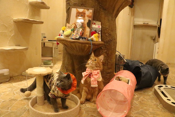 cat-cafe-tokyo