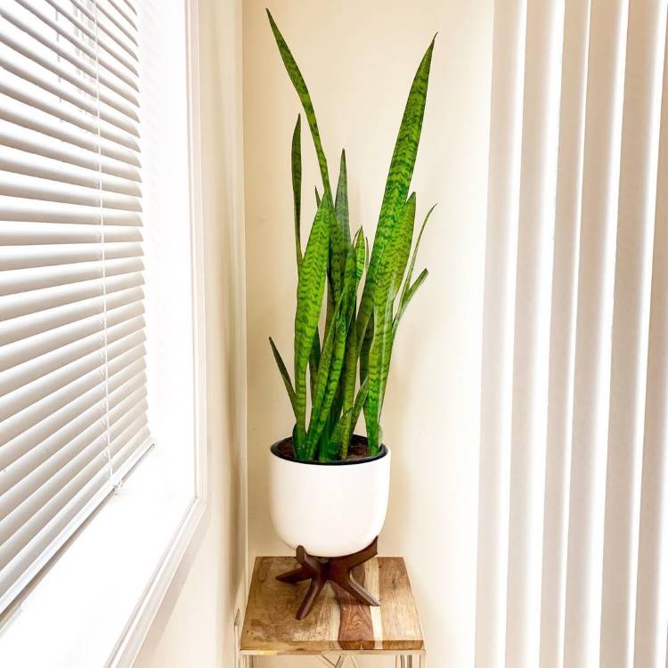 Uma planta **espada-de-são-jorge** em um vaso branco sobre um suporte de madeira em um canto de sala. As **folhas longas e pontiagudas** de tonalidades de verde e amarelo se destacam contra as paredes claras e as persianas.