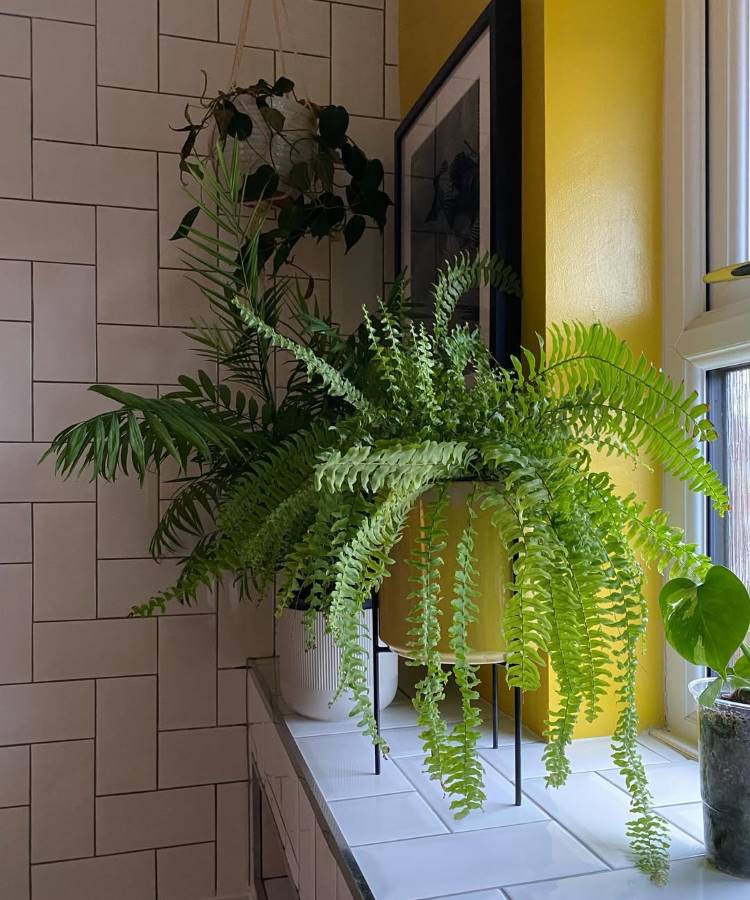 Uma planta **samambaia** exuberante em um vaso amarelo sobre um balcão branco. Ao lado, outra planta com folhas longas. A parede de fundo tem azulejos brancos e uma parede amarela vibrante com um quadro. A imagem exala **natureza e cor**.