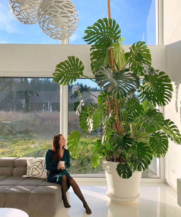 Uma mulher sentada em um sofá cinza, tomando chá, ao lado de uma **enorme planta monstera deliciosa** em um vaso branco. O ambiente é iluminado, com janelas grandes e vista para a natureza. Dois pendentes de luz brancos completam a cena.