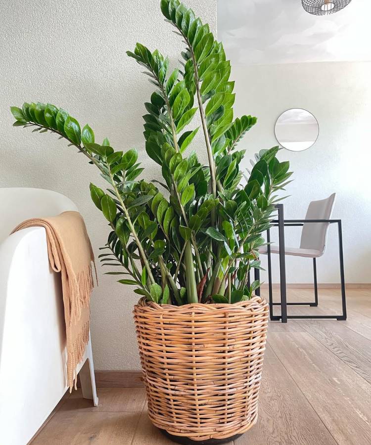 Uma grande **planta zamioculca** com folhas verdes brilhantes, em um vaso de vime. A planta está posicionada em um piso de madeira, ao lado de um sofá claro. Ao fundo, uma mesa e cadeira, e uma parede com um espelho redondo.