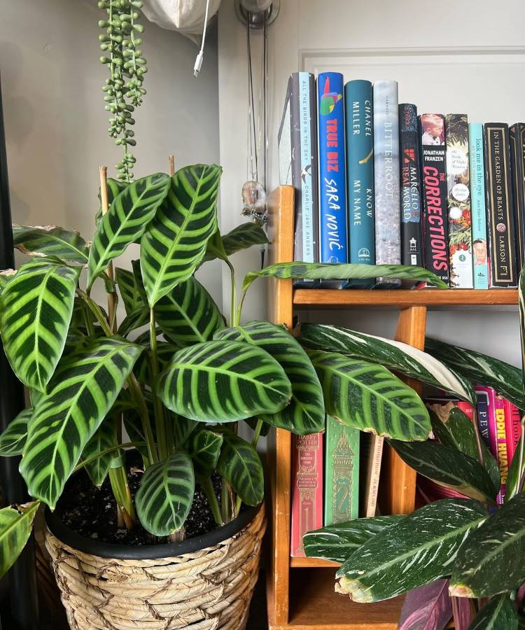 Uma **calathea zebrina** vibrante em um vaso de vime, com suas folhas listradas em verde claro e escuro. Ao lado, uma estante de madeira com livros coloridos. Pendurada, uma planta **colar-de-pérolas**. A cena é **aconchegante e cheia de vida**.